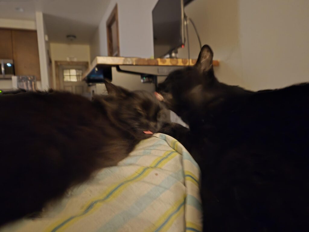 Night and Mr. Black cleaning each other.