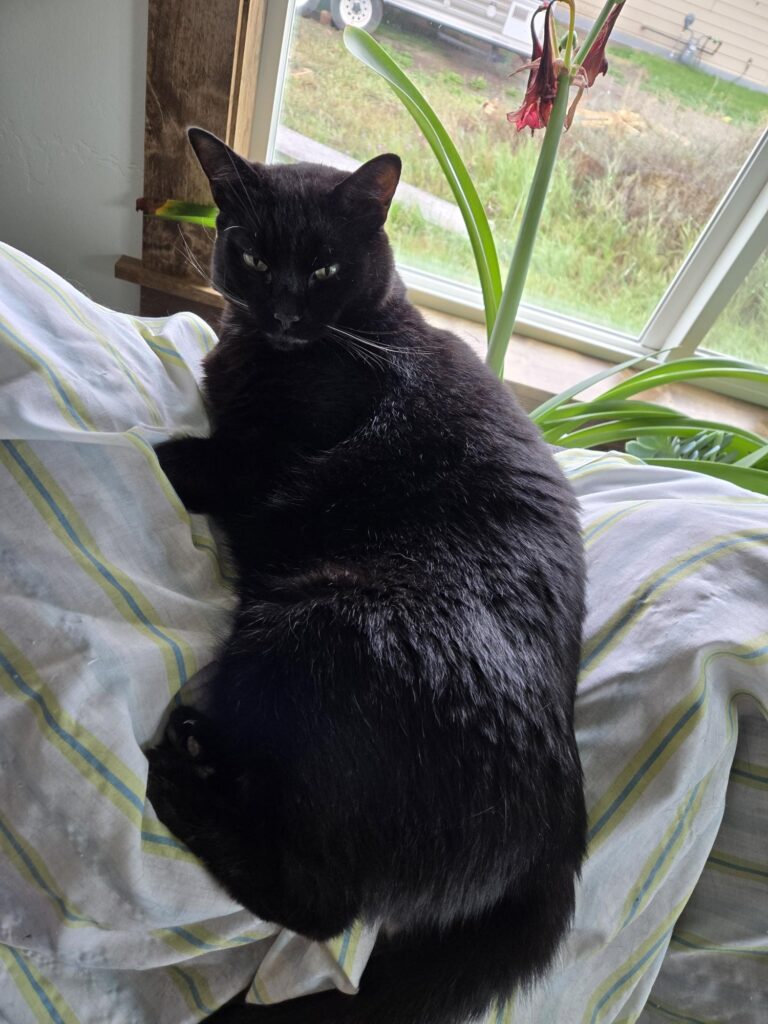 Mr. Black perched on the couch.