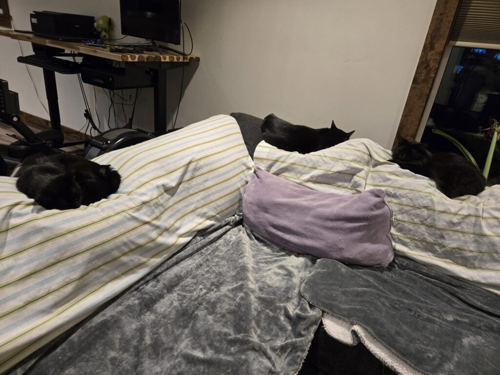 Luna, Mr. Black, and Night lounging on the couch.