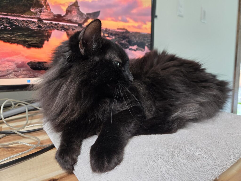 Night perched on my desk.